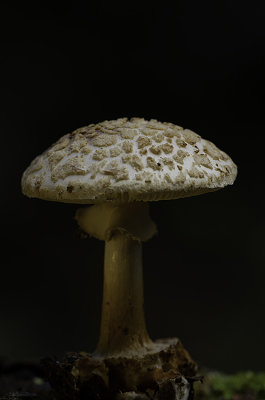 Paddestoelen / Agaricales