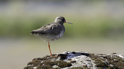 Common Redshank / Tureluur
