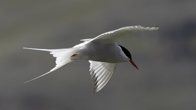 Arctic Tern / Noordse Stern