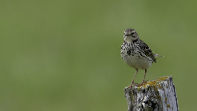 Meadow Pipit / Graspieper