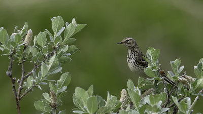 Meadow Pipit / Graspieper 2.jpg
