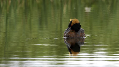 Kuifduker / Horned grebe