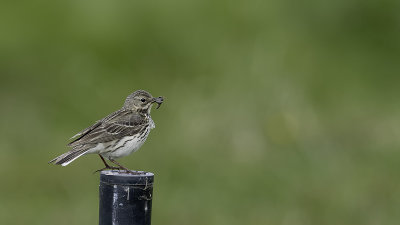 Meadow Pipit / Graspieper