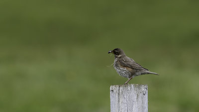 Koperwiek / Redwing
