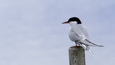 Arctic Tern / Noordse Stern