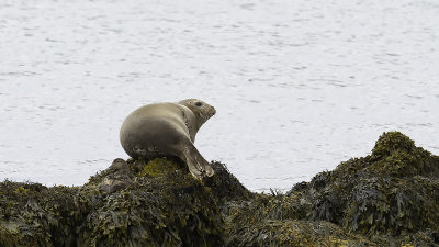 Gewone zeehond / Harbor seal