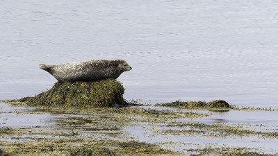 Gewone zeehond / Harbor seal