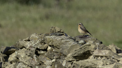 Tapuit / Northern Wheatear