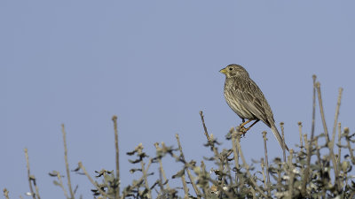 Grauwe gors / Corn bunting