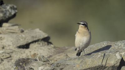 Tapuit / Northern Wheatear