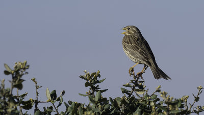 Grauwe gors / Corn bunting