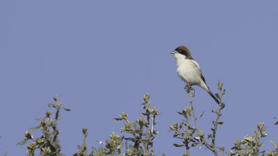 Woodchat Shrike / Roodkopklauwier