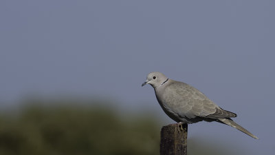 Eurasian Collared Dove / Turkse Tortel