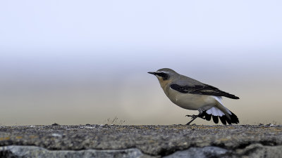 Tapuit / Northern Wheatear