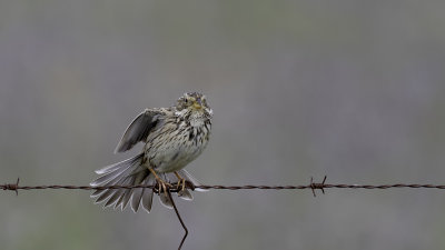 Grauwe gors / Corn bunting