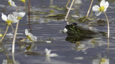 Iberian Waterfrog / Iberische Meerkikker