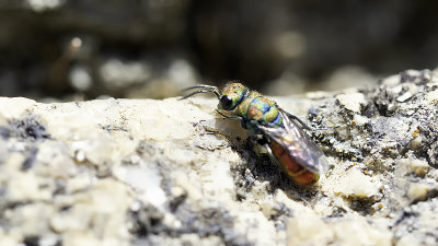 Hedychrum Rutilans