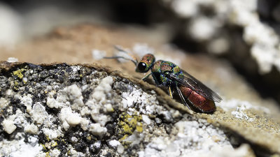 Hedychrum Rutilans