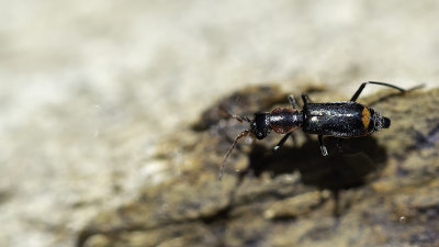 Roodtipbasterdweekschild / Malachius bipustulatus