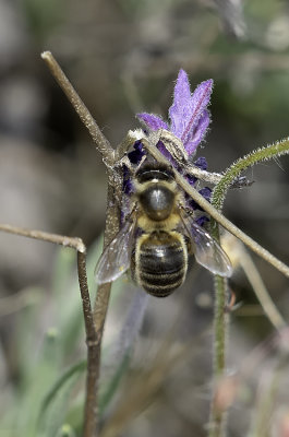 Andrena Flavipes / Grasbij