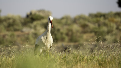White Stork / Ooievaar
