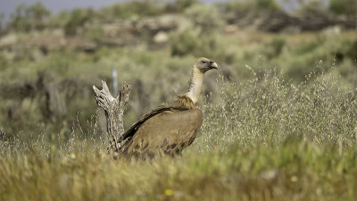 Vale gier / Griffon vulture