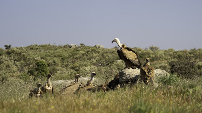 Vale gier / Griffon vulture