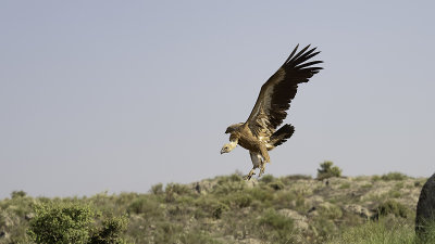 Vale gier / Griffon vulture
