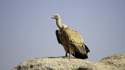 Vale gier / Griffon vulture