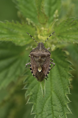 Bessenschildwants / Dolycoris baccarum