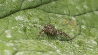Krabspin onbekend / Xysticus spec.