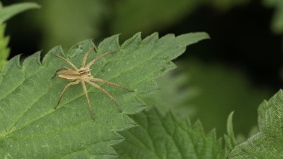 Kraamwebspin / Pisaura mirabilis