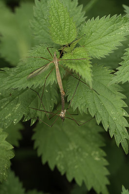 Tipula paludosa