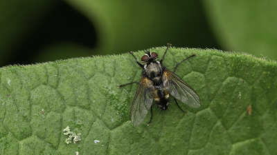 Thelaira nigripes