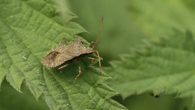 Zuringrandwants / Coreus marginatus