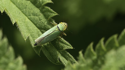 Cicadella Viridis / Groene Rietcicade