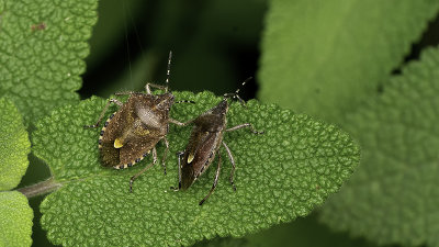 Bessenschildwants / Dolycoris baccarum