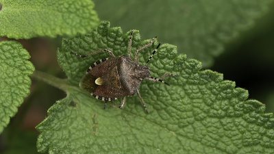 Bessenschildwants / Dolycoris baccarum
