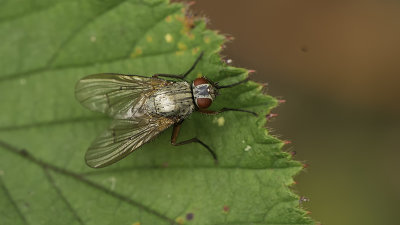 Helina inpuncta