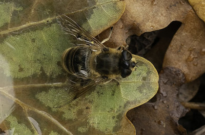 Blinde bij / Eristalis tenax