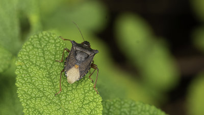 Roodpootschildwants / Pentatoma Rufipes