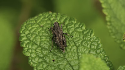 Gewoon doorntje / Tetrix undulata
