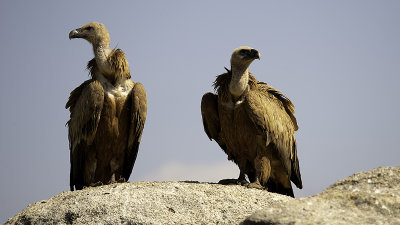Vale gier / Griffon vulture