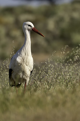 White Stork / Ooievaar