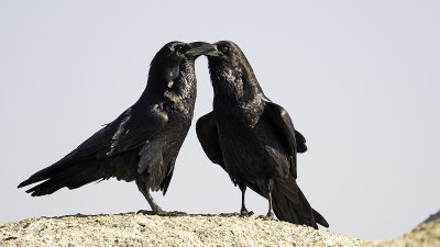 Common Raven / Raaf