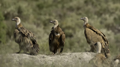Vale gier / Griffon vulture