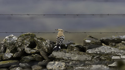 Eurasian Hoopoe / Hop