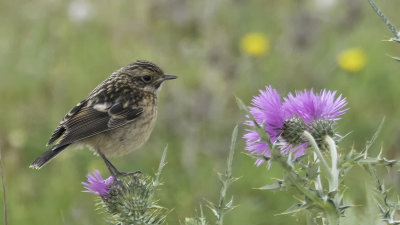 Roodborsttapuit / Common Stonechat