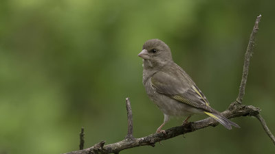 Groenling / Greenfinch