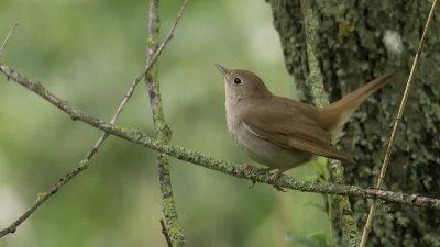 Common Nightingale / Nachtegaal